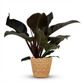 Green boutiQ - Kamerplant - Philodendron - Philodendron Imperial Red - Rood - Weinig onderhoud - 1 Plant - met Mand - Pot 19cm - Hoogte 60cm