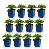 Green boutiQ - Vasteplant - Salvia Tricolour - Salie - Geurend - Paars - Roze - Wit - 12 Planten - Pot 11cm - Hoogte 15-25cm