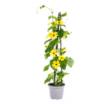 4x Thunbergia Alata Sunny Susy Mix Ø13 cm - ↕60 cm
