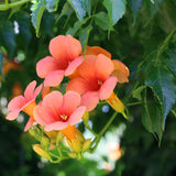 Green boutiQ - Trompetbloem - Campsis radicans Madame Galen - Bloem Oranje - Weinig onderhoud - 2 planten - Pot 11cm Hoogte 40cm
