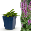 Green boutiQ - Vasteplant - Stachys mon. Hummelo - Ezeloor - Bijen- en vlinderlokkers - Paars - 24 Planten - Pot 11cm - Hoogte 15-25cm
