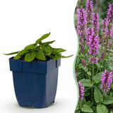 Green boutiQ - Vasteplant - Stachys mon. Hummelo - Ezeloor - Bijen- en vlinderlokkers - Paars - 24 Planten - Pot 11cm - Hoogte 15-25cm