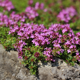 48x Thymus praecox 'Coccineus' - ↕10-25cm - Ø9cm