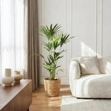 Green boutiQ - Kamerplant - Howea Forsteriana - Kentia Palm - Weinig Onderhoud - Groen - 1 Plant - met Mand - Pot 21cm - Hoogte 120-130cm