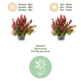 Green boutiQ - Tuinplant - Leucothoe Little Flame - Rood - 1 Plant - Groenblijvend - Weinig Onderhoud - Pot 17cm Hoogte 40cm