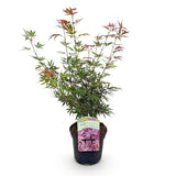 Green boutiQ - Terrasplant - Japanse Esdoorn - Acer palmatum Jerre Swarts - Donker Rood - 1 Plant - Bladverliezend -Pot 19cm Hoogte 70cm