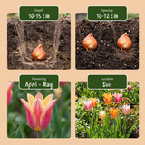 48x Tulipa Ballade mix - Lelievormige tulp Ballade mix - Diversen - Voorjaarsbloeier - Bolmaat 11/12