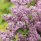 Green boutiQ - Plant op Stam- Syringa meyeri Palibin - Terras Plant - Bladverliezend - Winterhard- Paarse Bloem - Pot 19cm Hoogte 90cm