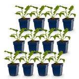 Green boutiQ - Vasteplant - Echinacea purp. Magnus - Zonnehoed - Bijen- en vlinderlokkers - Roze - 12 Planten - Pot 11cm - Hoogte 15-25cm