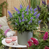 Green boutiQ - Tuinplant - Buddleja davidii Butterfly Candy Little Lila - Vlinderstruik - Compact - Lila - 3 Planten - Pot 12cm - Hoogte 20-25cm