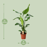 PROMO - Strelitzia Nicolai - Ø19cm - ↕90cm