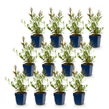 Green boutiQ - Vasteplant - Gaura lindh. Rosyjane - Prachtkaars - Bijen- en vlinderlokkers - Roze - 12 Planten - Pot 11cm - Hoogte 15-25cm