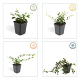 48x Cotoneaster dammeri - ↕10-25cm - Ø9cm