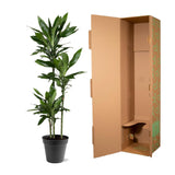 Dracaena Janet Lind - 150-160 cm - ø24