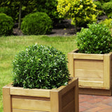 Green boutiQ - Dwerg Rhododendron - Rhododendron Bloombux Light Pink - Bloeiende Buxus - Weinig Onderhoud - Licht Roze Bloem - 2 Planten - Pot 23cm - Hoogte 45-55cm