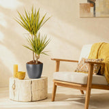 Green BoutiQ - Kamerplanten - Dracaena Sunray - Drakenbloedboom - Weinig onderhoud - Groen - 1 Plant - met Potter Grijs - Pot 21cm - Hoogte 90-100cm