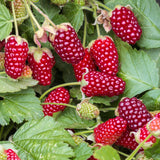 Green boutiQ - Fruitplant - Rubus Thornless Loganberry - Braamboos - Winterhard - Rode Vrucht - 2 Planten - Pot 15cm - Hoogte 50cm