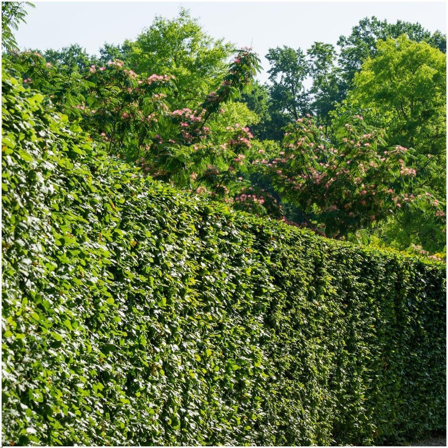 Carpinus Betulus — Haagbeukhaag, 6 planten (1 strekkende meter)
