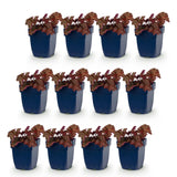 Green boutiQ - Vasteplant - Heuchera micr. Palace Purple - Purperklokje - Schaduw - Paars - 12 Planten - Pot 11cm - Hoogte 15-25cm