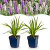 Green boutiQ - Vasteplant - Liatris Duo - Lampenpoetserplant - Bijen- en vlinderlokkers - Roze - Wit - 24 Planten - Pot 11cm - Hoogte 15-25cm