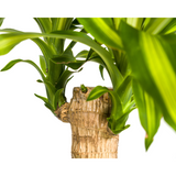 Dracaena Fragrans Massangeana Ø21cm - ↕90 - 110cm
