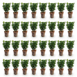 Green boutiQ - 40x Euonymus japonica Green Spire - Kardinaalsmuts - Haagplanten - Groenblijvend - Groen - Pot 9cm - Hoogte 20-25cm
