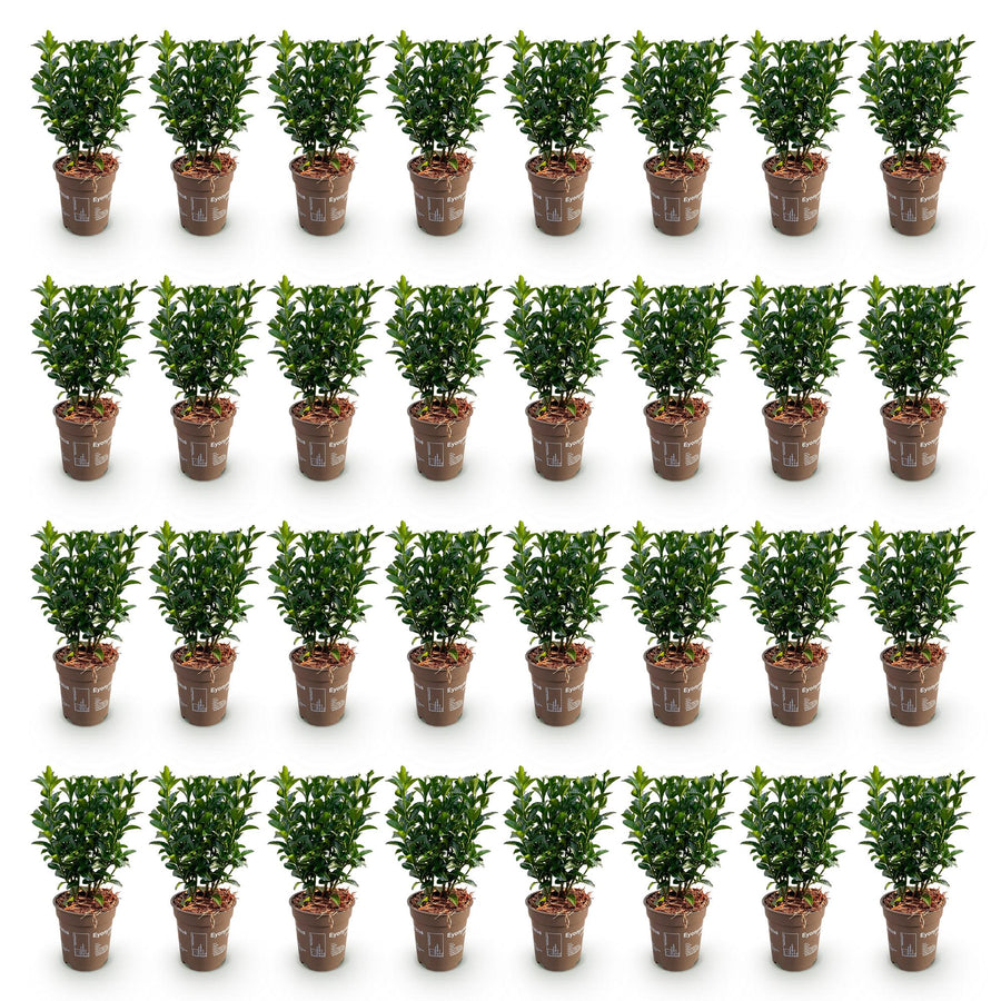 Euonymus japonica Green Spire — Kardinaalsmutshaag, 40 stuks, 20-25 cm