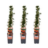 3x - Pyracantha 'Orange Glow' - ↨65cm - Ø15