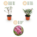 Green boutiQ - Tuinplant - Buddleja davidii Butterfly Candy Little Pink - Vlinderstruik - Compact - Roze - 3 Planten - Pot 12cm - Hoogte 20-25cm