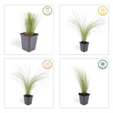 48x Stipa tenuissima 'Ponytails' - ↕10-25cm - Ø9cm