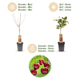 Green boutiQ - Fruitboom - Prunus avium Regina - Kersenboom - Winterhard - Donker Rode Bes - 1 Plant - Pot 21cm - Hoogte 90cm