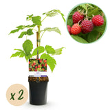 Green boutiQ - Fruitplant - Framboos - Rubus idaeus Autumn Bliss- Rode Framboos - 2 planten -Pot 11cm Hoogte 40cm