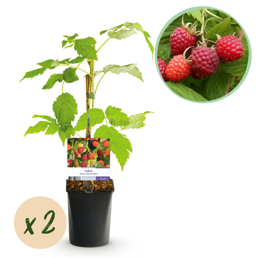 Rubus idaeus Autumn Bliss – 2 planten · 40 cm hoog