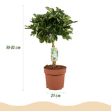 Green boutiQ - Kamerplanten - Schefflera Gold Capelle - Vingerboom - Weinig onderhoud - Groen - goud - 1 Plant - met Potter Grijs - Pot 21cm - Hoogte 70-80cm