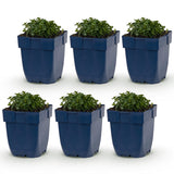 Green boutiQ - Vasteplant - Campanula portenschlagiana - Perzikbladklokje - Bodembedekkend - Roze - 6 Planten - Pot 11cm - Hoogte 15-25cm