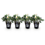 Green boutiQ - Tuinplant - Kerstroos - Helleborus Christmas Carol- Witte Bloem - 4 Planten - Groenblijvend - Pot 10,5cm Hoogte 25cm