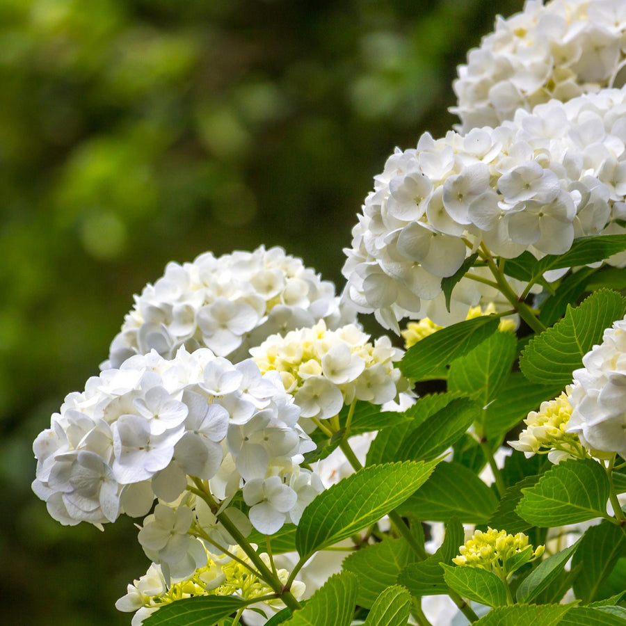 Hydrangea macrophylla – 3 planten · 30 cm hoog · Hortensia Wit Bloem (foto 5)