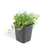 6x Isotoma fluviatilis - ↕10-25cm - Ø9cm