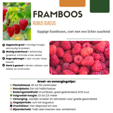 6 x biologische frambozenplanten - Ø 13 cm - ↨ 20 cm