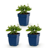 Green boutiQ - Vasteplant - Salvia nem. Sense Deepl Blue - Salie - Bijen en Vlinderlokkers - Paars - 3 Planten - Pot 11cm - Hoogte 15-25cm