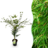 Green boutiQ - Tuinplant - Acer palmatum Emerald Lace - Japanse Esdoorn - Bladverliezend - Groen - 1 - Pot 26cm - Hoogte 90cm