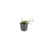 48x Phlox (S) 'Emerald Cushion Blue'- ↕10-25cm - Ø9cm