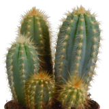 Cereus mix 10,5cm - 3x - in terracotta pot