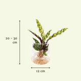 Calathea Insignis in Kingston glas - Ø12cm - ↕30cm