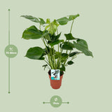 Monstera Deliciosa- Ø19cm - ↕60cm