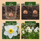 120x Bol Nat Tuin - Bol Nat Tuin - Diversen - Zomerbloeier - Bolmaat 10/12