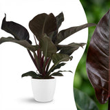 Green boutiQ - Kamerplant - Philodendron - Philodendron Imperial Red - Rood - Weinig onderhoud - 1 Plant - met Potter Wit - Pot 19cm - Hoogte 60cm
