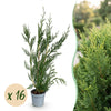 Green boutiQ - 16x Cupressocyparis leylandii 2011 - Leylandii - Haagplanten - Groenblijvend - Groen - Pot 9cm - Hoogte 30-40cm