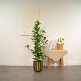 Ficus microcarpa Moclame - Ø21cm - ↕95cm + Pot Mayk Gold
