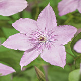 Green boutiQ - Klimplant - Clematis Hagley Hybrid - Bloem Roze - Weinig onderhoud -2 planten -Pot 11cm Hoogte 40cm